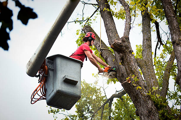 Best Tree and Shrub Care  in Port Hadlock Irondale, WA